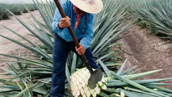 jimador tequila Don Julio