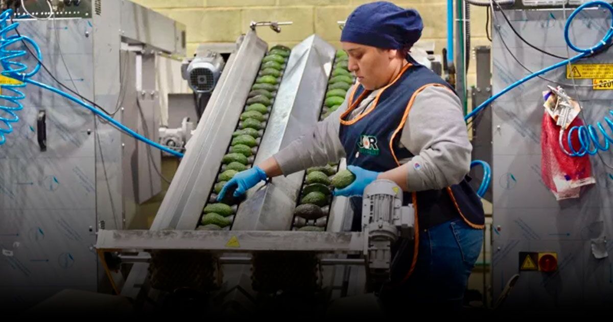 AGRO MEXICANO EN PICADA: CAEN EXPORTACIONES A EU