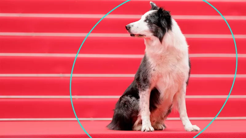 Messi, el perrito, se roba la atención de los periodistas en Cannes 