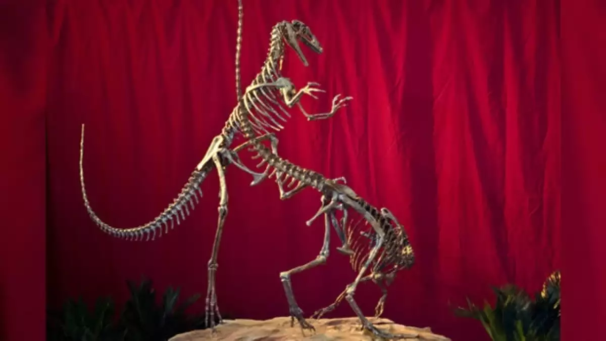 esqueleto de dinosaurio carnivoro