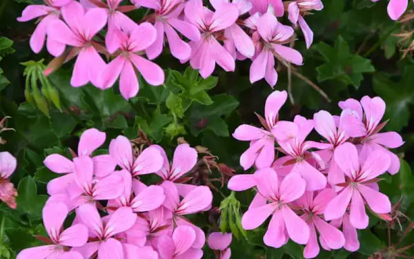 Aceites-para-labios-3