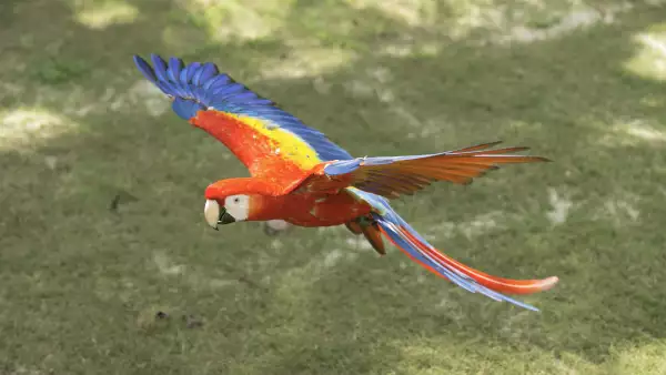 Guacamayas
