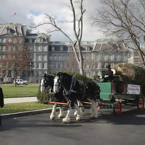 Así llegó a la Casa Blanca el árbol que decora el Blue Room.