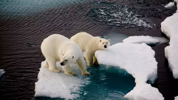 oso polar