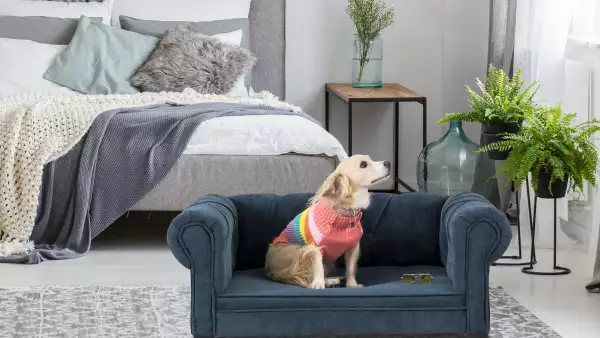 Mobiliario de mascotas