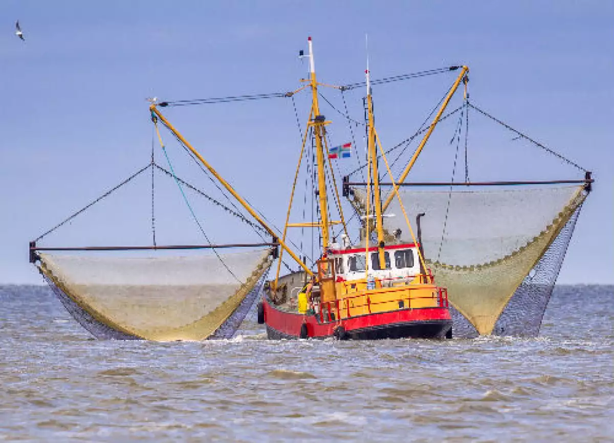 barco camaronero
