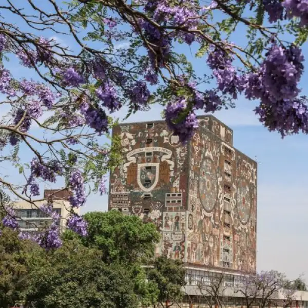 Un árbol de jacarandas en Ciudad Universitaria, con el edificio de la Biblioteca Central de la UNAM al fondo.