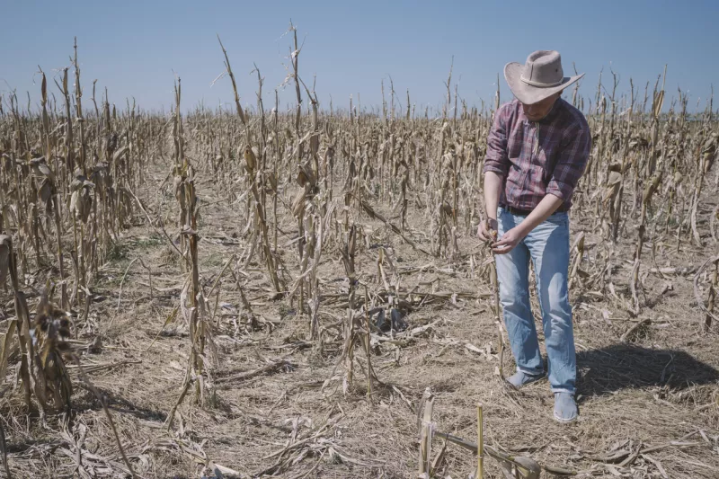 Corn crops destroyed by drought and disease