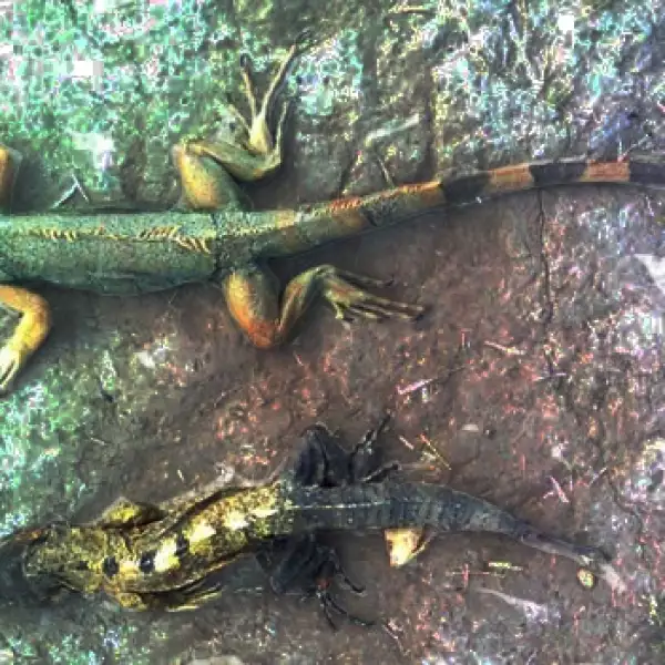 Iguanas muertas por frio en zoologico Aldama