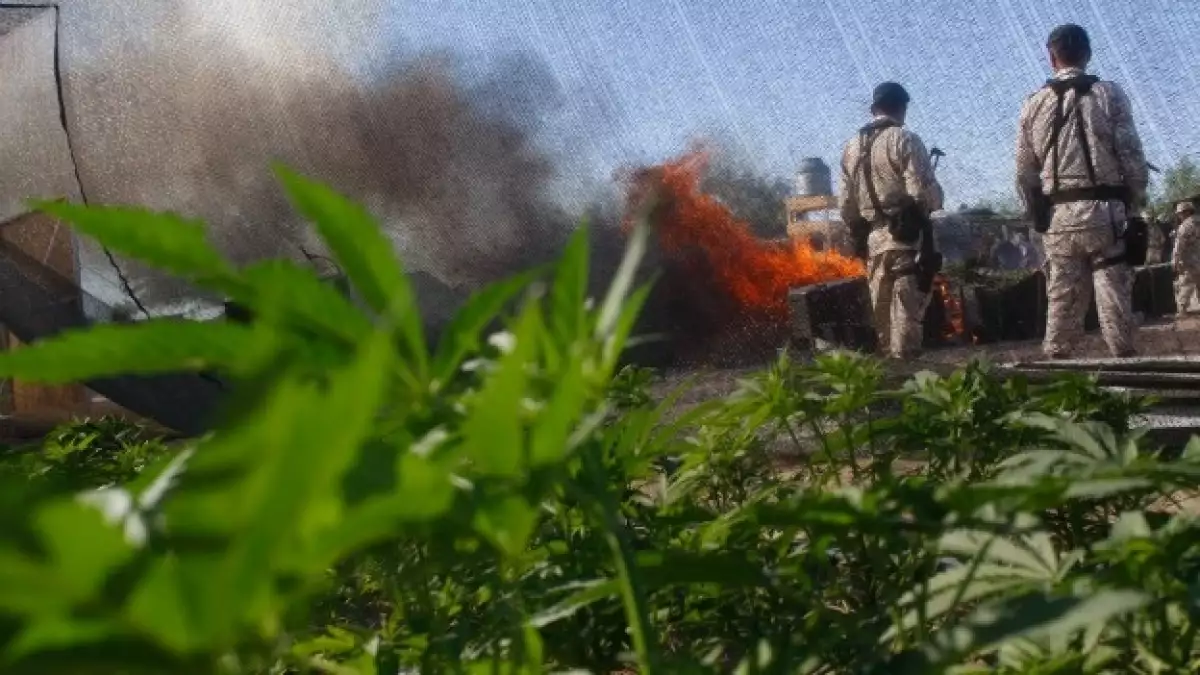 plantio de marihuana en baja california
