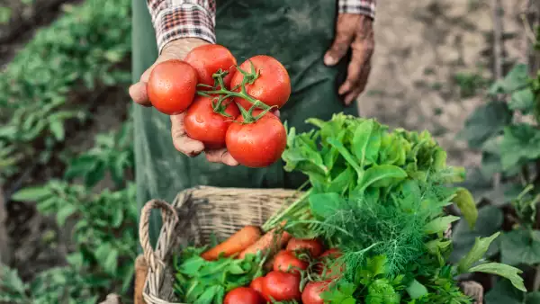 Campos de tomate