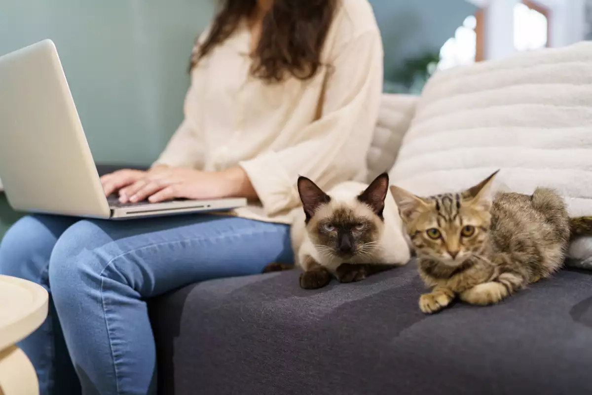 ¿Cómo sacar la CURP para mascotas y qué multa hay si no lo hago?