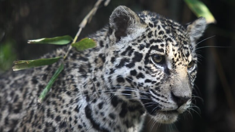 Una jaguar llega al zoológico de Chapultepec