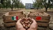 Manos de agricultor sosteniendo nueces pecanas frente a dos cajas de madera con banderas de México y China en un huerto nogalero.