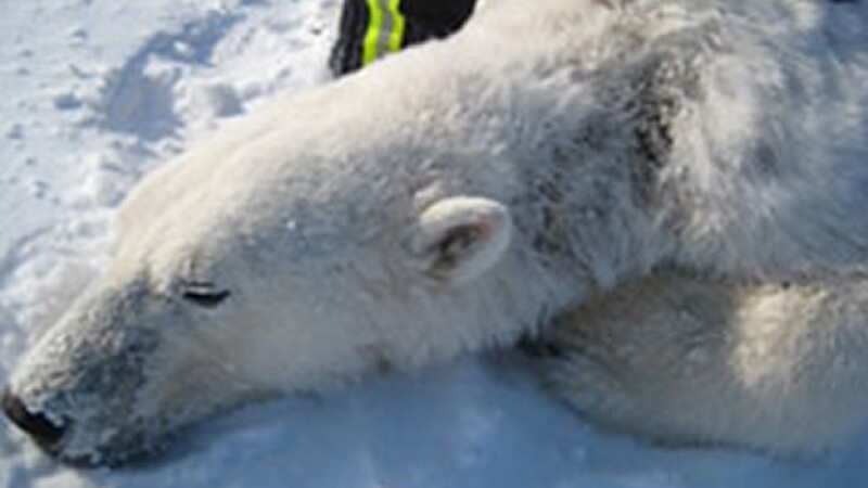 oso polar enfermedad