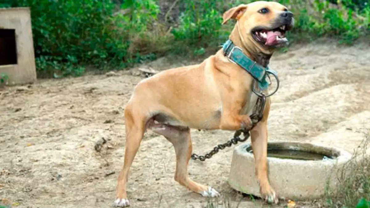 adn pelea perros clandestina