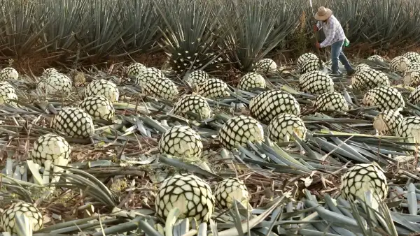 Hombres en el campo trabajando con piñas de agave.