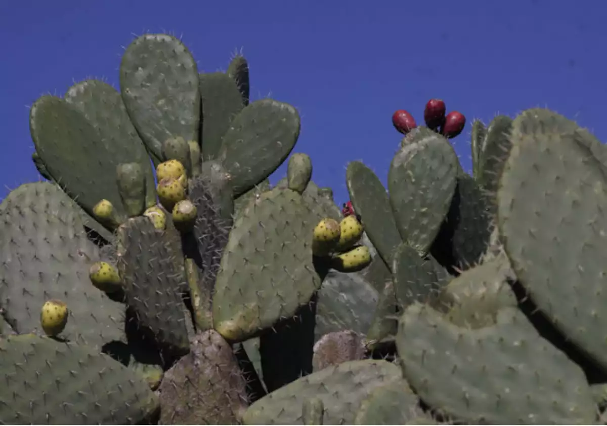 Nopal_Metro