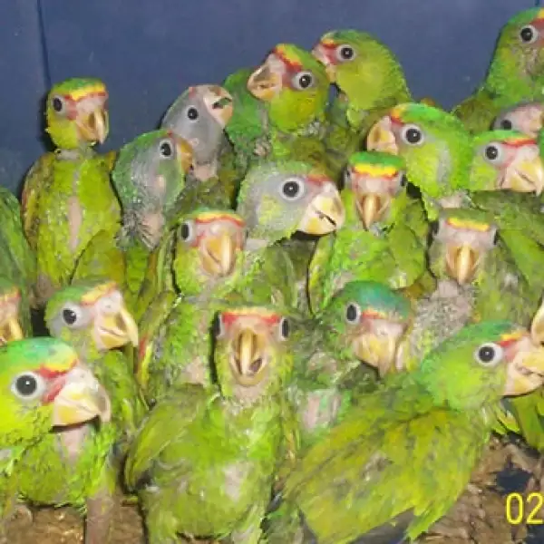 pericos aves mercado ilegal 2