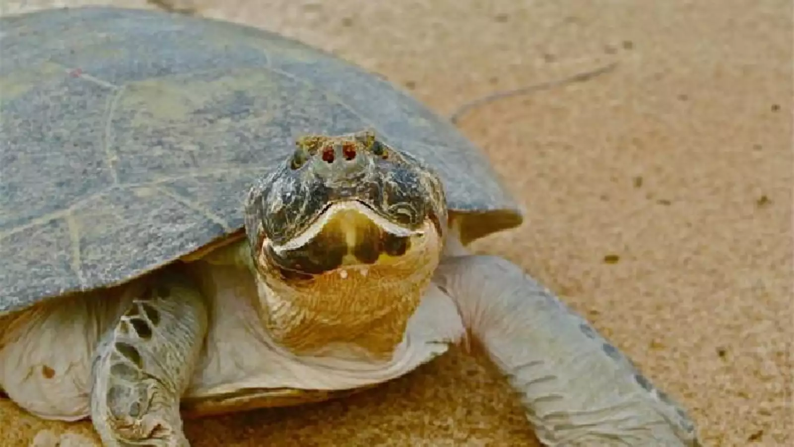 liberacion de tortugas en brasil
