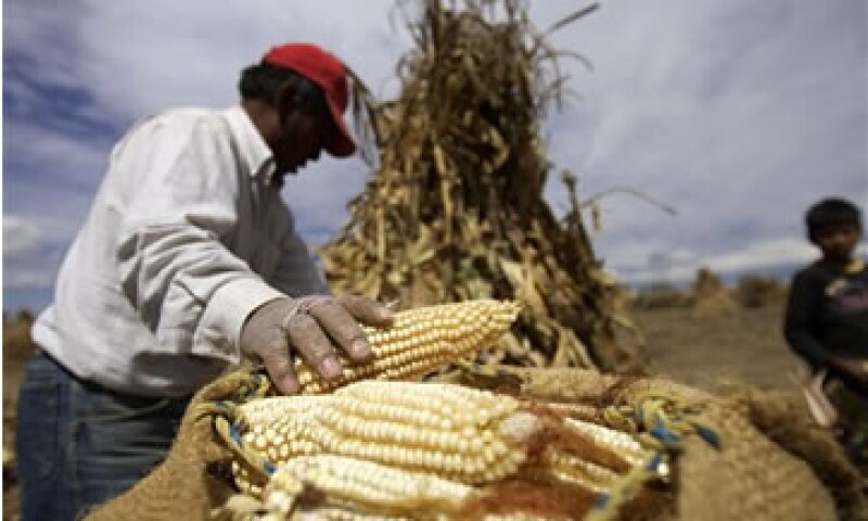 En 2011, México produjo 19.2 millones de toneladas de maíz. (Foto: AP)