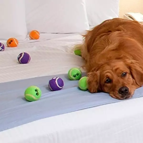 Best Western hotel perros