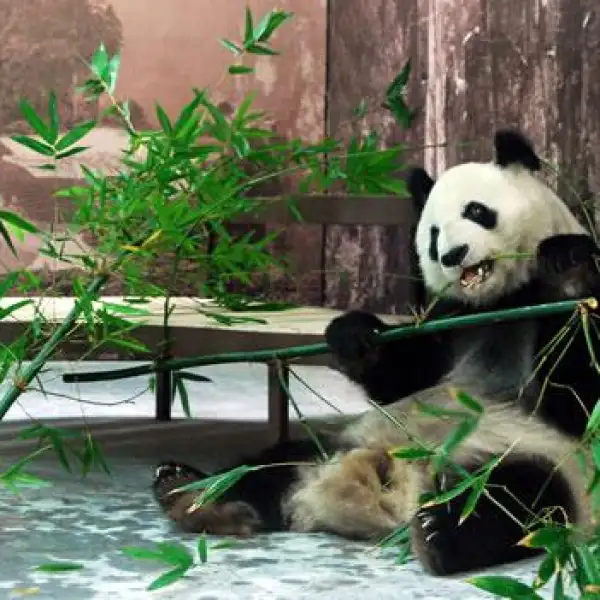 Panda Shuan Shuan