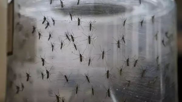 El mosquito 'Aedes aegypti' transmite también el dengue.