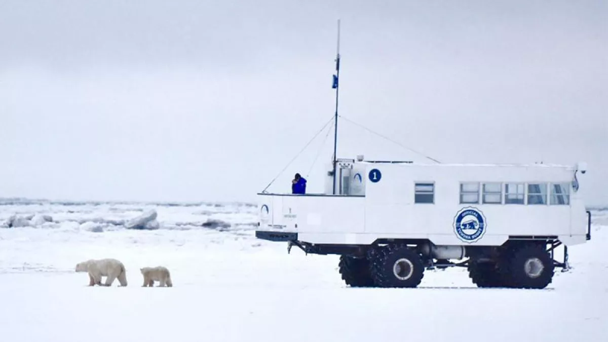 Oso polar Manitoba