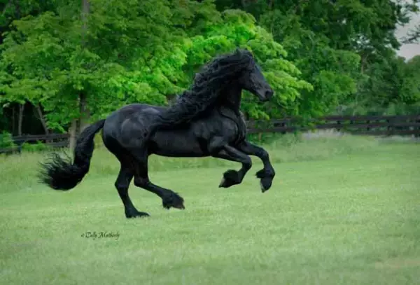 Los usuarios de FB consideran a Fred como un caballo sexy.