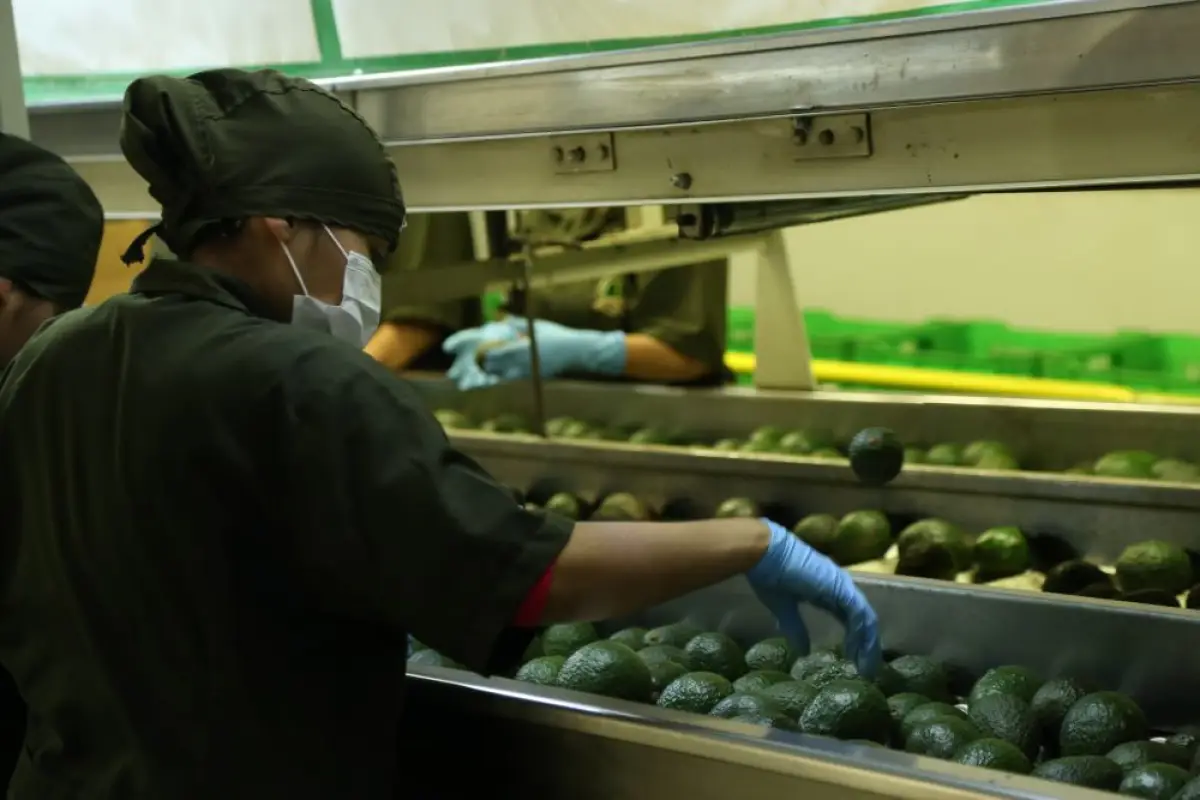 Exportacion_Aguacate.jpg