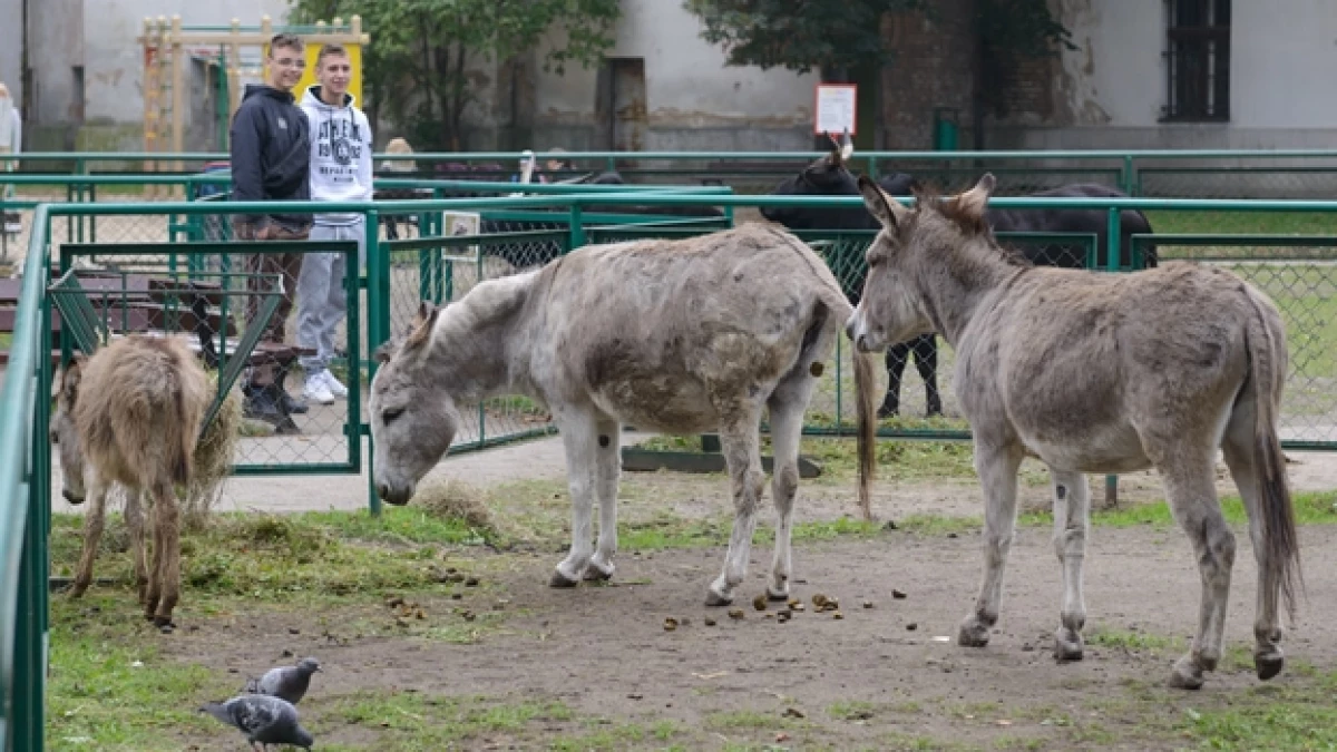 Zoológico Poznan burros pareja