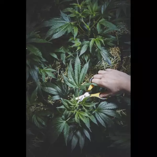 Las hermanas cultivan diversas y potentes variedades de marihuana medicinal para diversos males como las náuseas y la depresión.