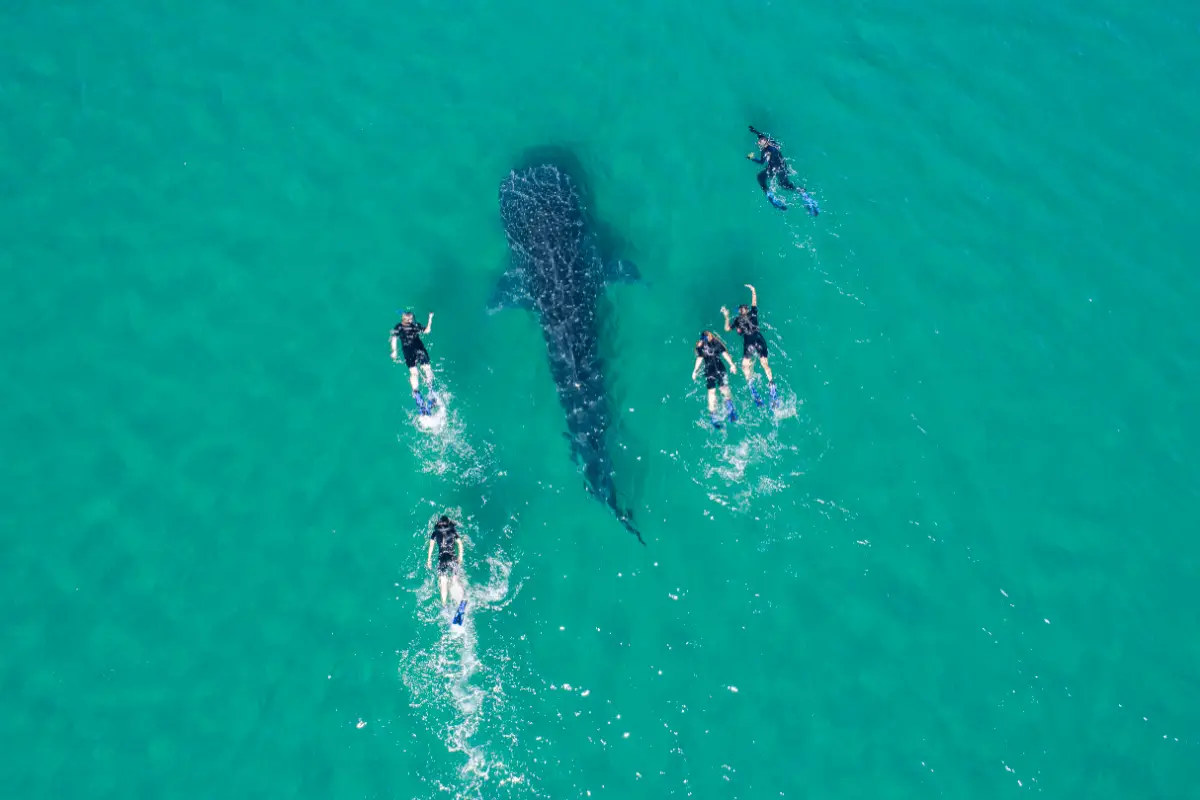 Foto aérea de un tiburón ballena nadando y cinco personas rodeándolo