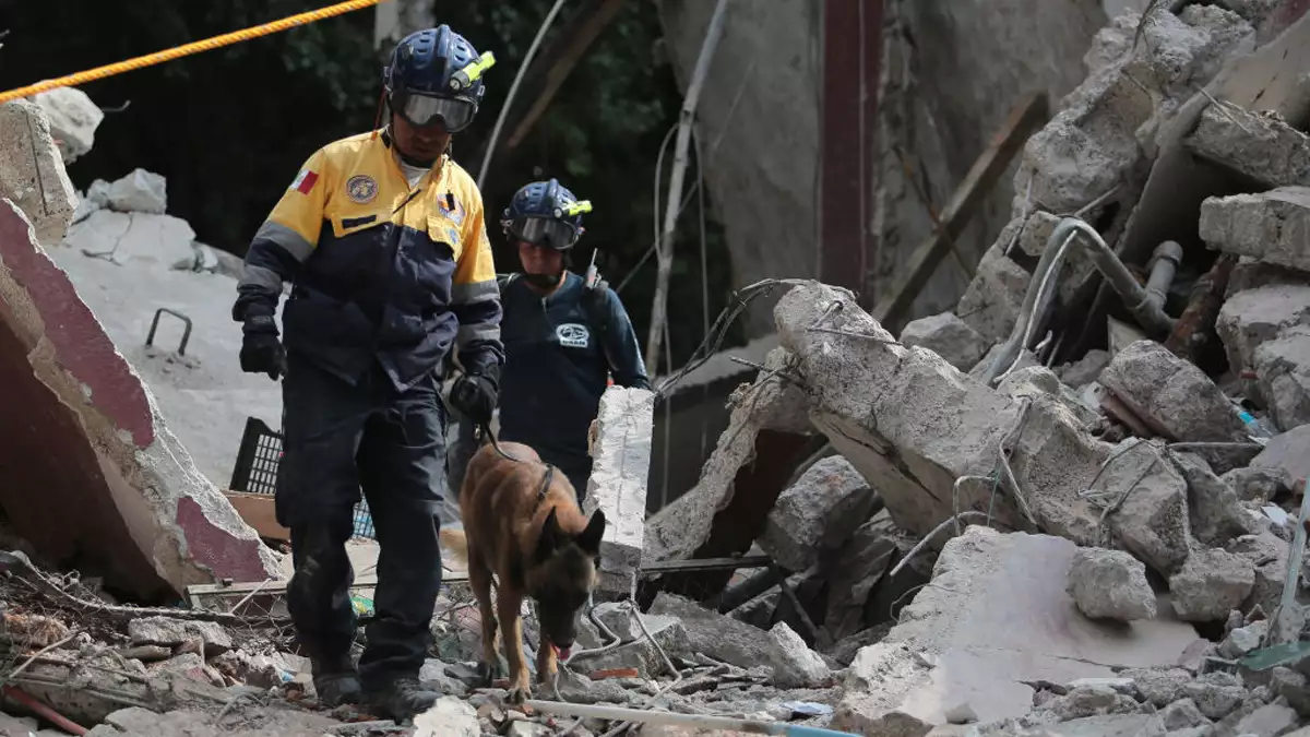 Perro de rescate