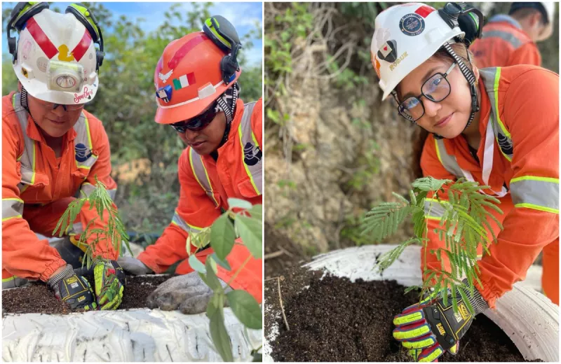 Programa de reforestación