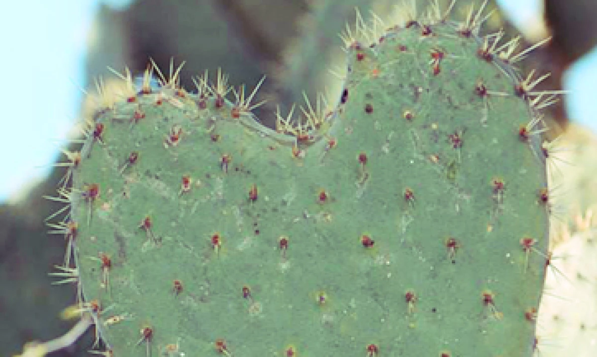 Nopal