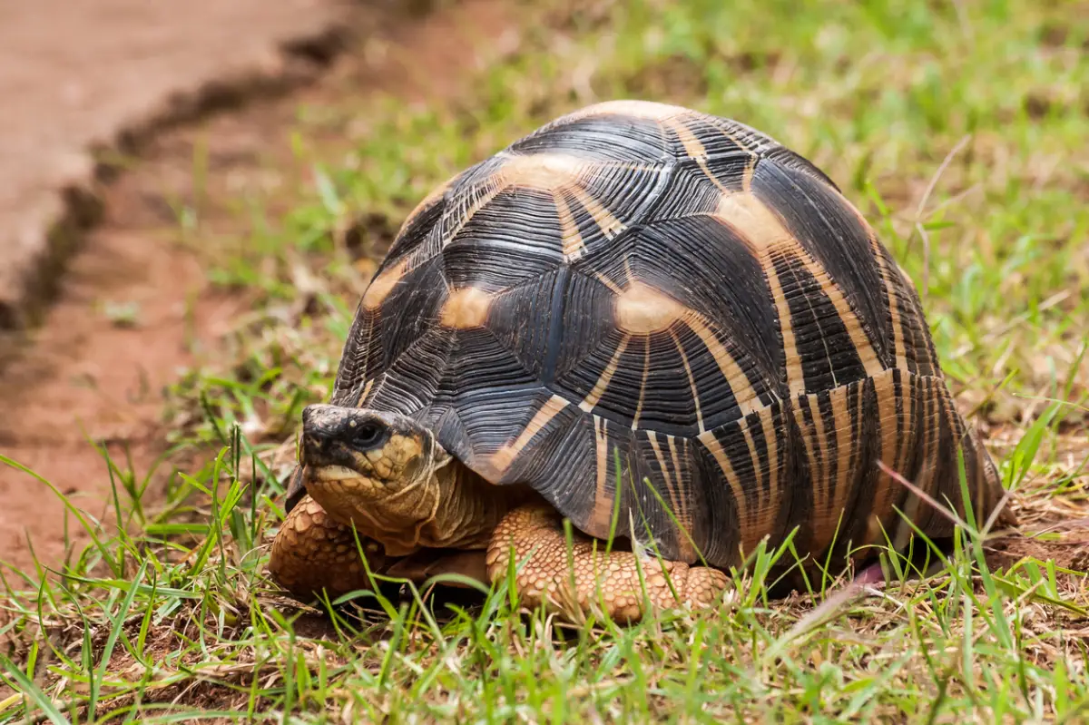 Tortuga