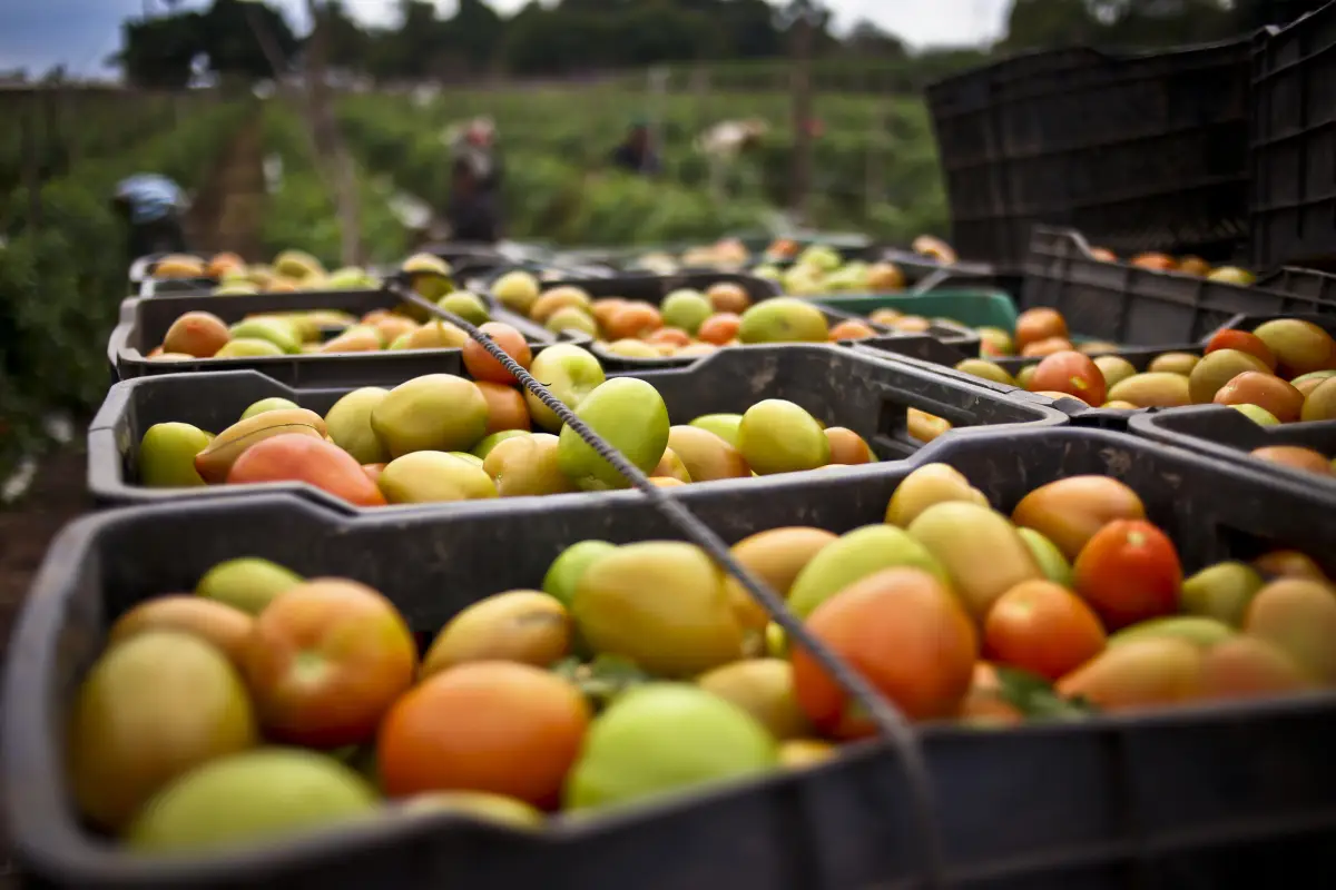 El tomate mexicano encontró nuevo hogar: Canadá toma la estafeta tras el arancel de EU