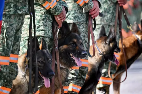 Miembros del equipo de rescate del Ejército Mexicano con perros rastreadores se encuentran en la pista del aeropuerto internacional Simón Bolívar en La Guaira, Venezuela, el 26 de junio de 2026, antes de ser desplegados en las áreas afectadas después de terremotos mortales.