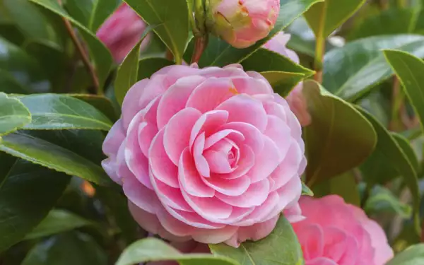 Aceites-para-labios-1