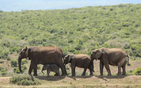 Addo National Park