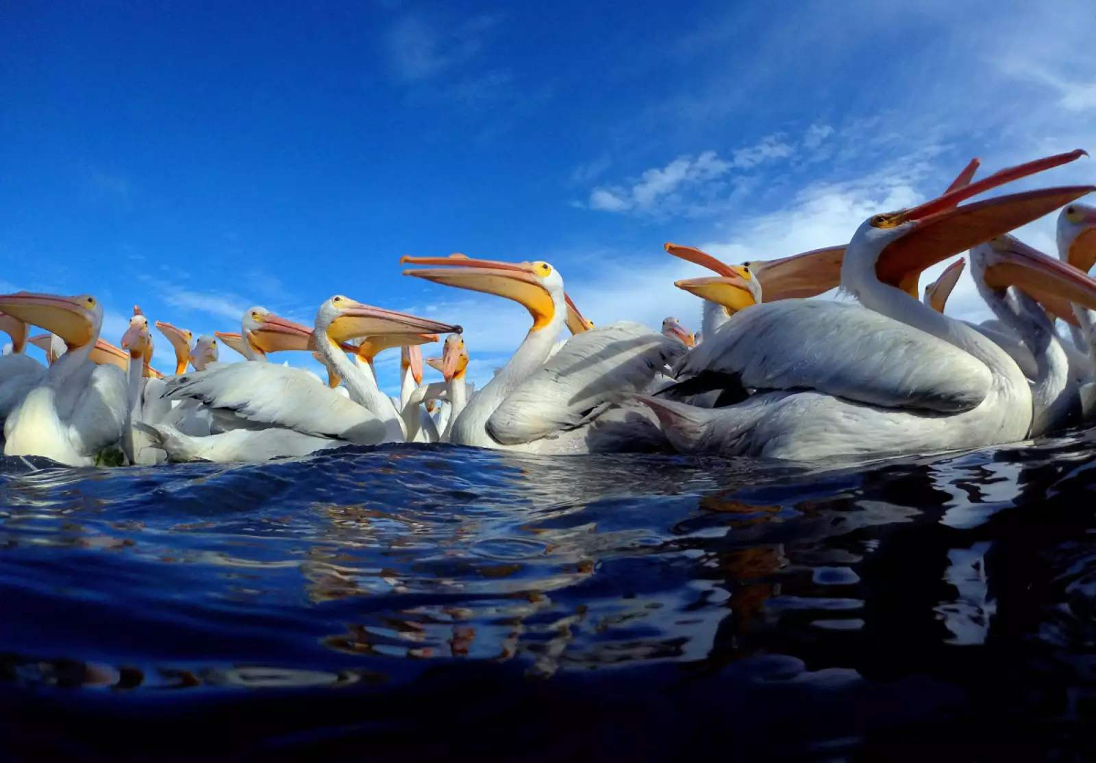 MEXICO-WHITE PELICANS-FEATURE