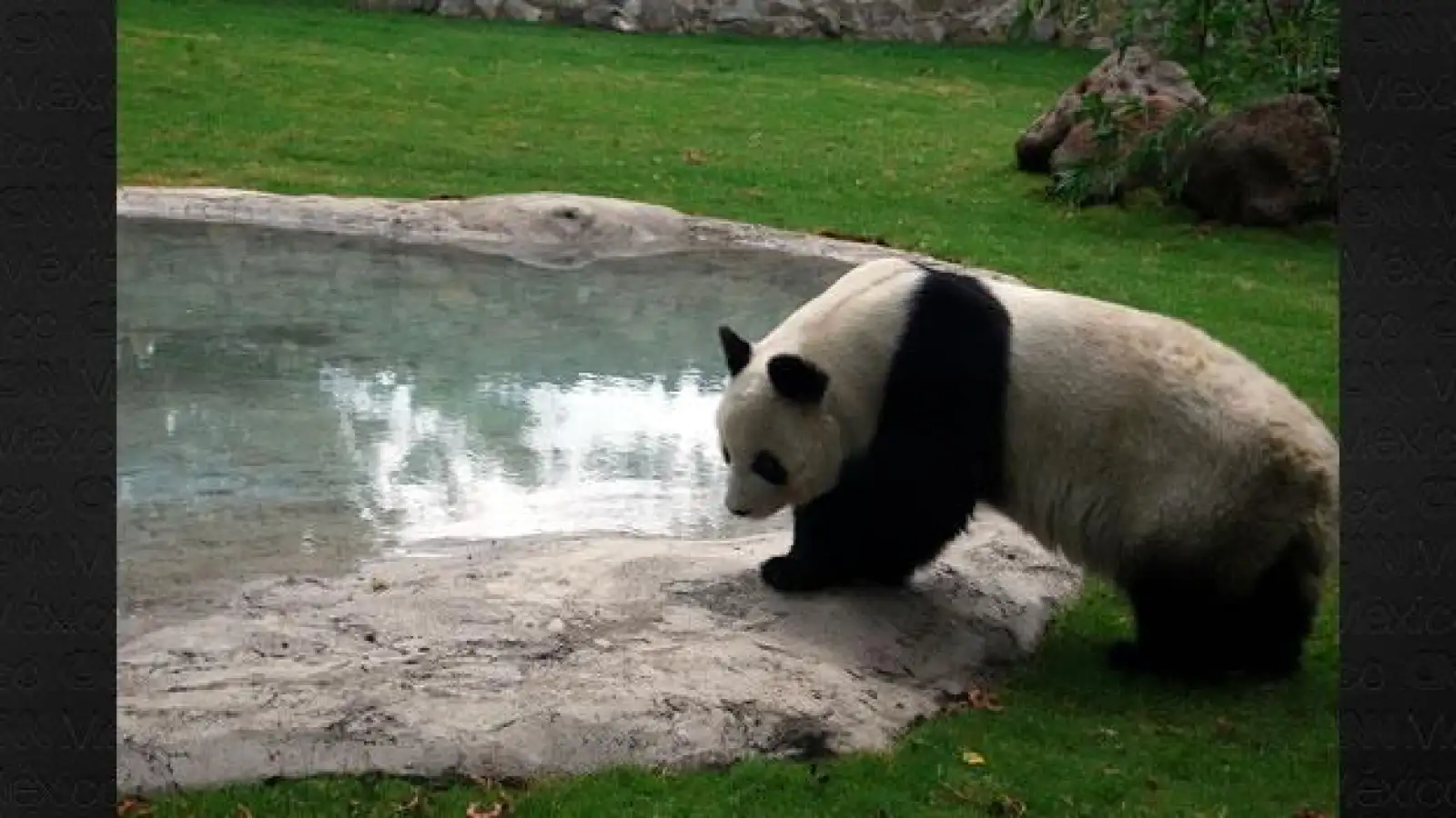 Panda Shuan Shuan