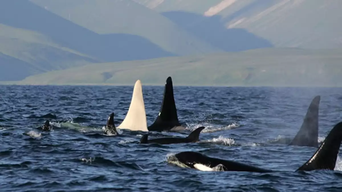 ballena asesina albina