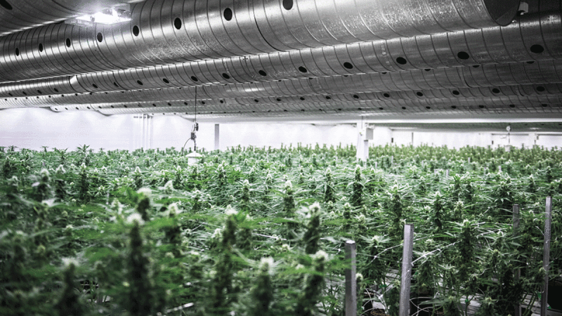 Canopy Growth