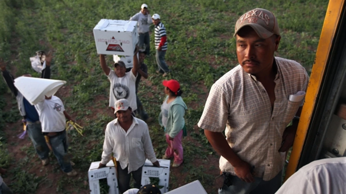 migrantes
