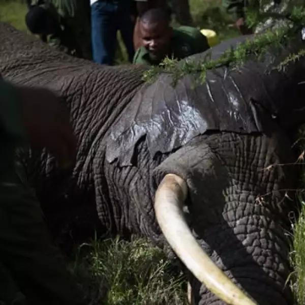 Traslado de elefante en Kenya