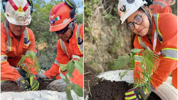 Programa de reforestación