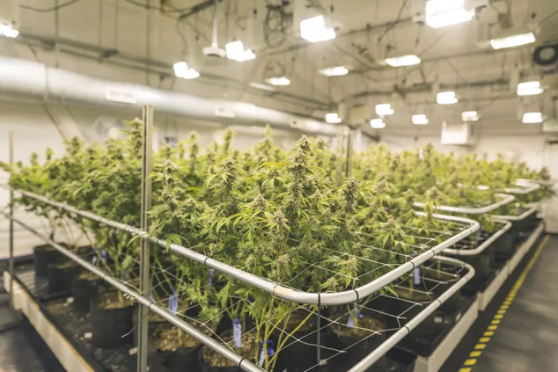 Siembra de marihuana en invernadero